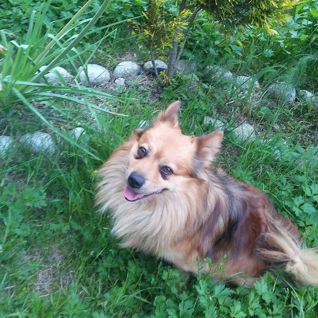 Nasz wierny towarzysz