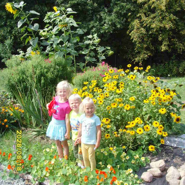 Nasze maluchy często obserwują pszczoły i trzmiele, które licznie nas odwiedzają