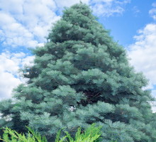 Naturalnym pokrojem jodły kalifornijskiej abies concolor jest równomierny stożek, przez co doskonale nadaje się na świąteczne drzewko. (zdj.: Adobe Stock)