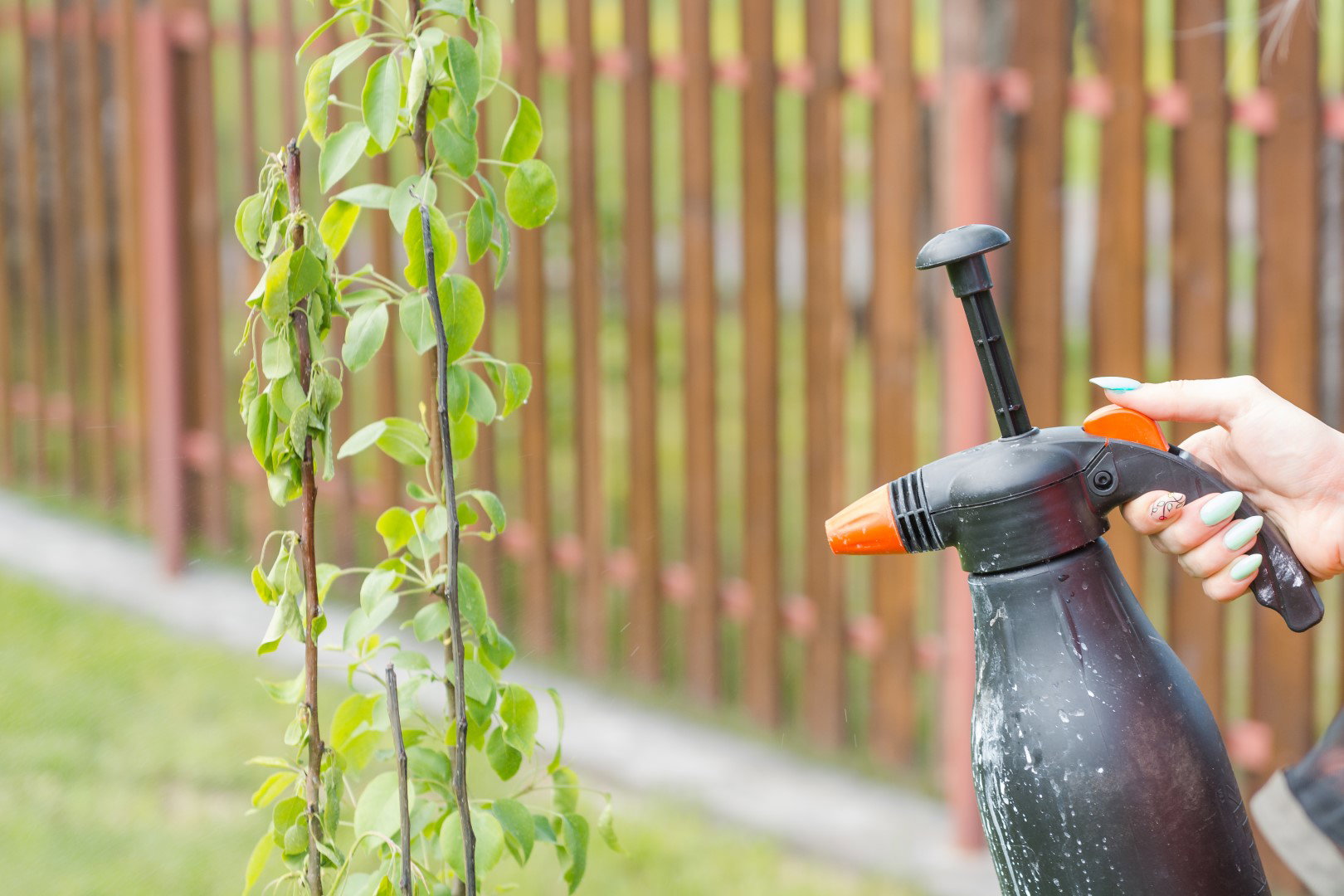Nawożenie gleby warto uzupełniać zabiegami prewencyjnymi np. opryskami przeciwko popularnym szkodnikom czy chorobom grzybowym. (zdj.: Adobe Stock)