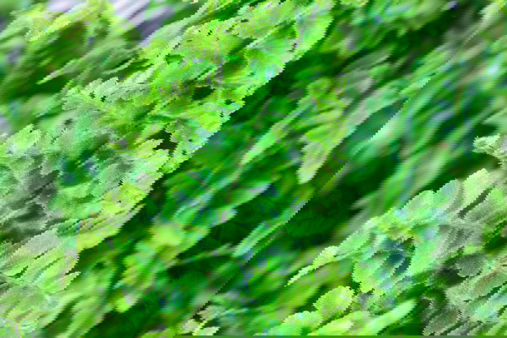 Nefrolepis Nephrolepis exaltata (zdj.: iStock)