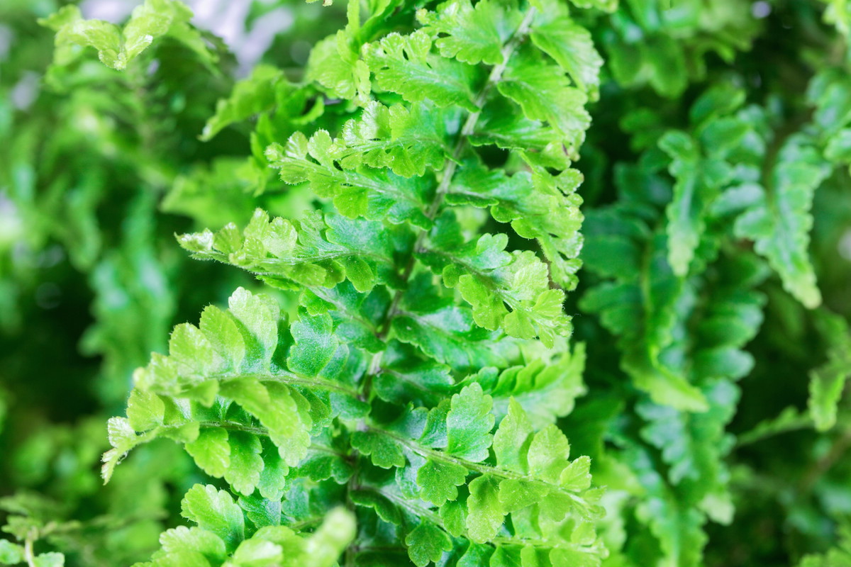Nefrolepis Nephrolepis exaltata (zdj.: iStock)