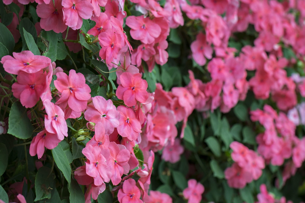Niecierpek Waleriana Impatiens walleriana (zdj.: iStock)