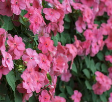 Niecierpek Waleriana Impatiens walleriana (zdj.: iStock)