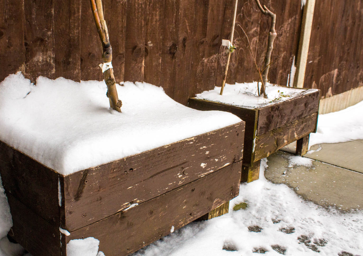  Niektórym roślinom do udanego przezimowania wystarczy umiejscowienie ich w drewnianych skrzynkach wypełnionych np. liśćmi służącymi za izolację. (zdj.: iStock)