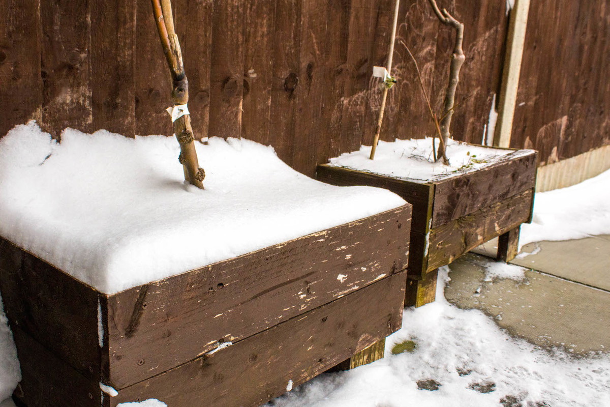 Niektórym roślinom do udanego przezimowania wystarczy umiejscowienie ich w drewnianych skrzynkach wypełnionych np. liśćmi służącymi za izolację. (zdj.: iStock)