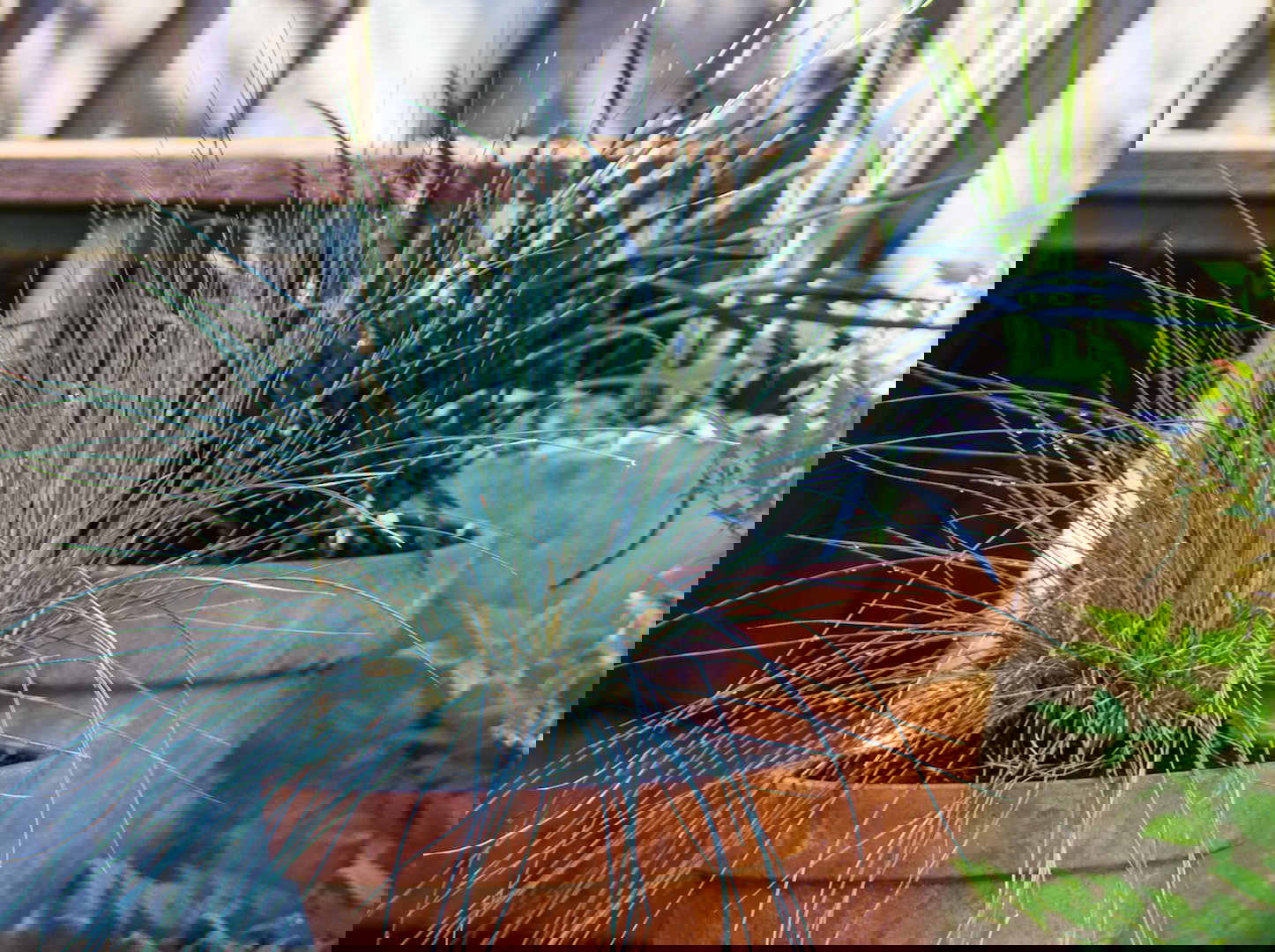 Niskie wymagania oraz niewielki rozmiar (źdźbła osiągają do 50 centymetrów długości) sprawia, że kostrzewa Festuca nadaje się do skromnych dekoracyjnych donic, zdobiących np. wejście do domu. (zdj.: iStock)