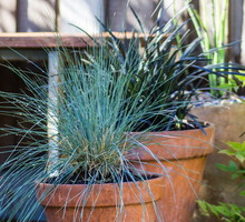 Niskie wymagania oraz niewielki rozmiar (źdźbła osiągają do 50 centymetrów długości) sprawia, że kostrzewa Festuca nadaje się do skromnych dekoracyjnych donic, zdobiących np. wejście do domu. (zdj.: iStock)