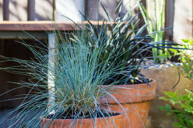 Niskie wymagania oraz niewielki rozmiar (źdźbła osiągają do 50 centymetrów długości) sprawia, że kostrzewa Festuca nadaje się do skromnych dekoracyjnych donic, zdobiących np. wejście do domu. (zdj.: iStock)