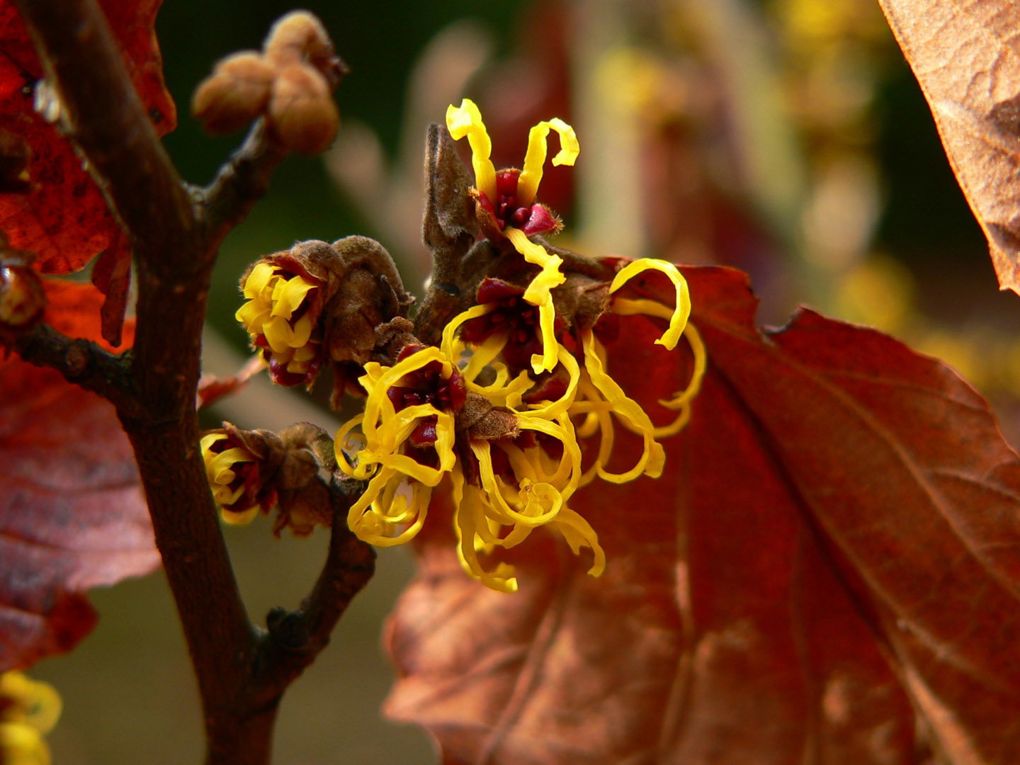 Oczar Hamamelis (zdj.: Adobe Stock)