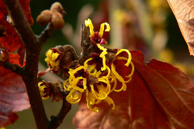 Oczar Hamamelis (zdj.: Adobe Stock)