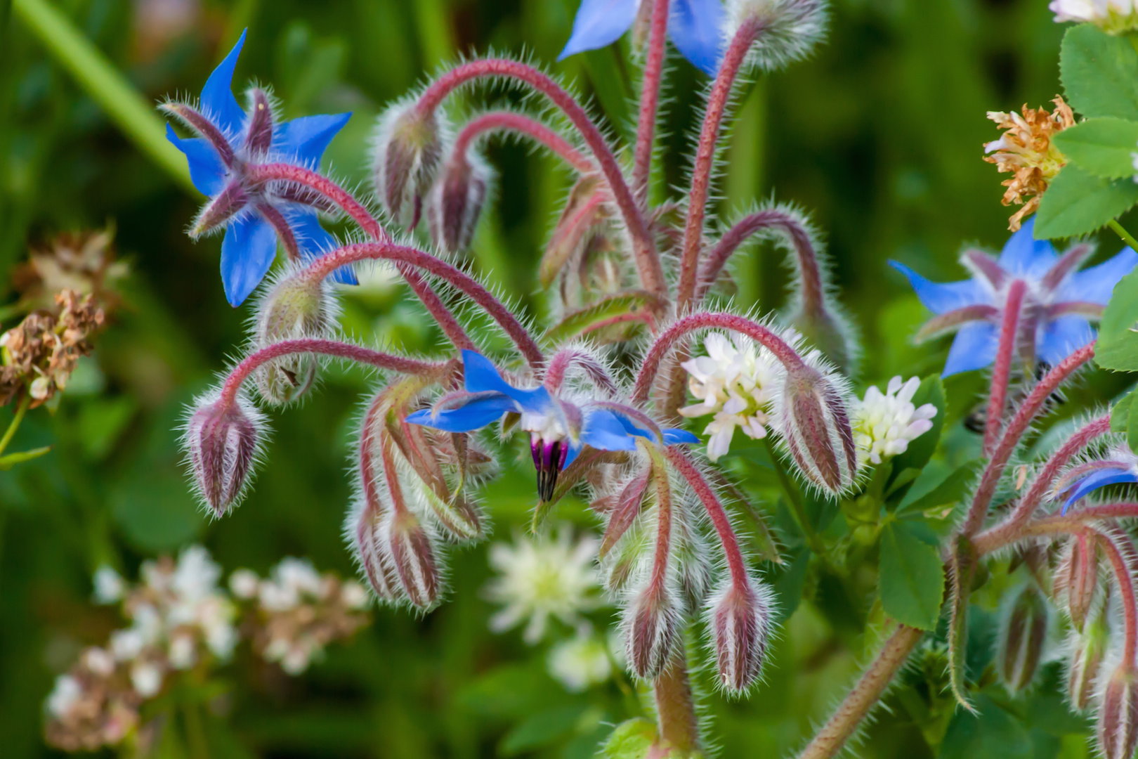 Ogórecznik lekarski borago officinalis  (zdj.: Adobe Stock)