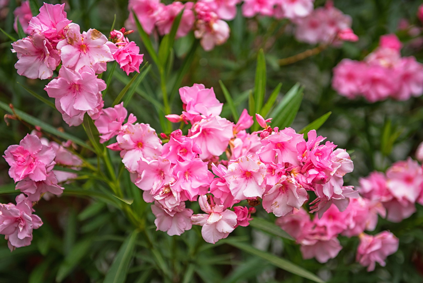 Oleander Nerium (zdj.: Adobe Stock)