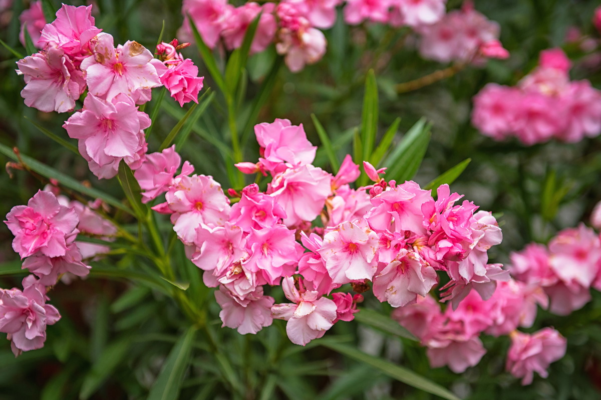 Oleander Nerium (zdj.: Adobe Stock)