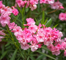 Oleander Nerium (zdj.: Adobe Stock)