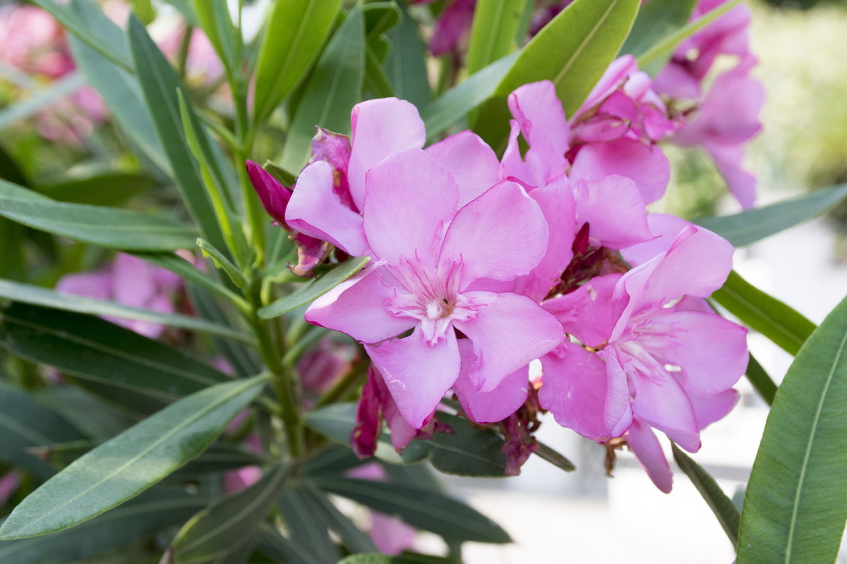 Oleander pospolity Nerium oleander (zdj.: Adobe Stock)