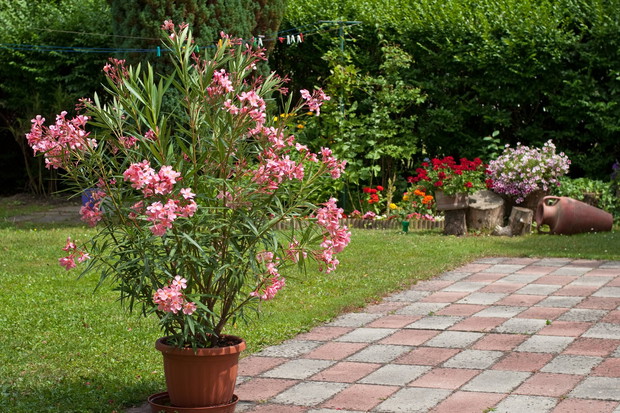Oleander wymaga częstego podlewania, jest to bowiem roślina która najlepiej rozwija się w wysuszającym słońcu, potrzebując przy tym utrzymywania "mokrych nóg". (zdj.: Adobe Stock)