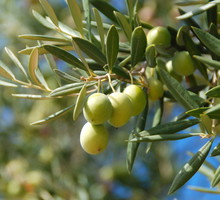 Oliwka europejska Olea europaea (zdj.: Adobe Stock)