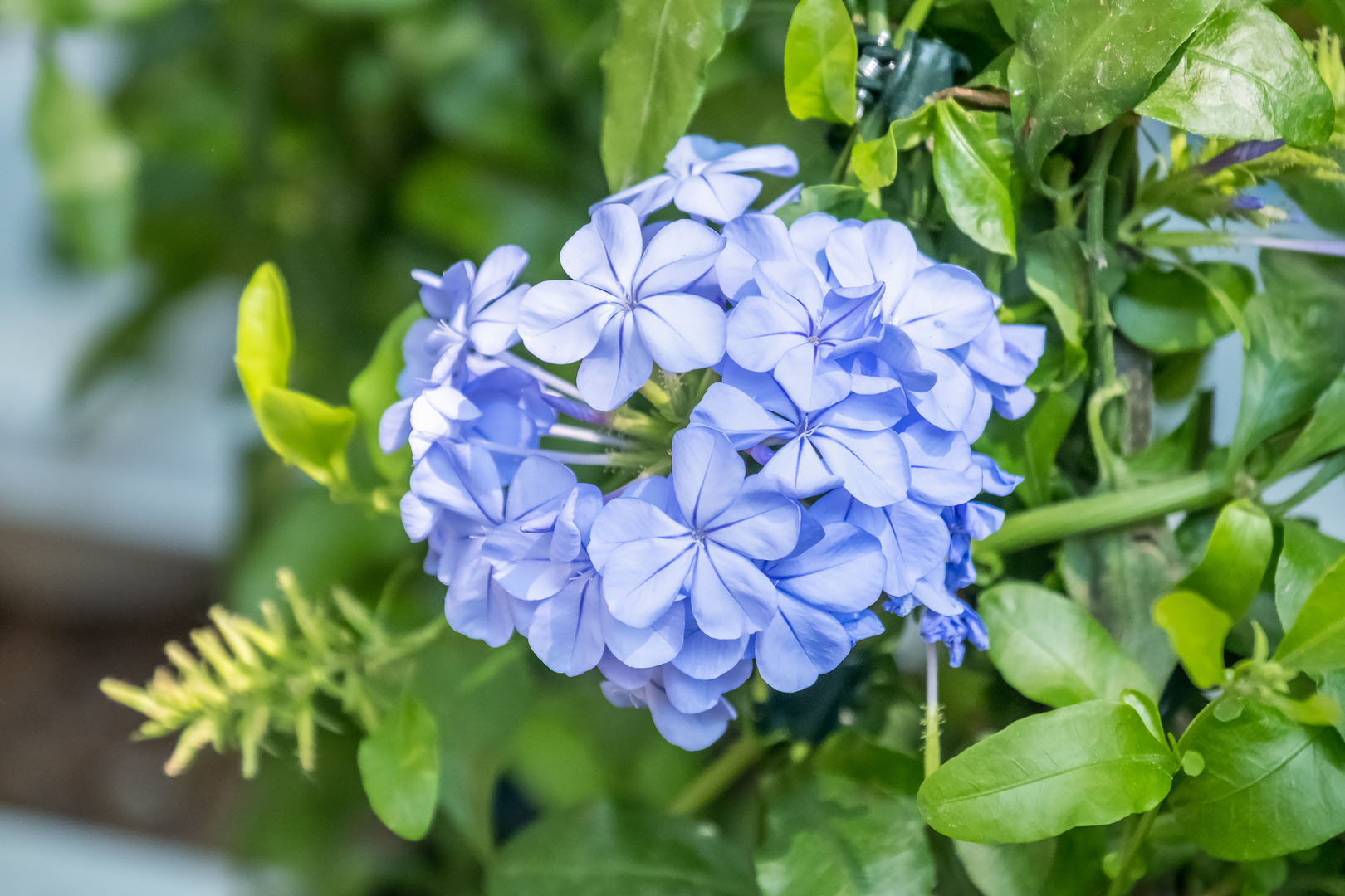 Ołownik uszkowaty Plumbago auriculata (zdj.: Adobe Stock)