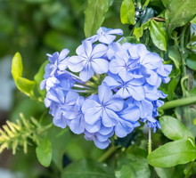 Ołownik uszkowaty Plumbago auriculata (zdj.: Adobe Stock)
