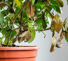 Opadanie liści spowodowane być może przez wiele czynników. Jest to jednak symptom, na który należy zareagować, przenosząc roślinę w inne miejsc lub wymieniając jej glebę. (zdj.: Adobe Stock)