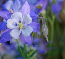 Orlik Aquilegia (zdj.: Adobe Stock)