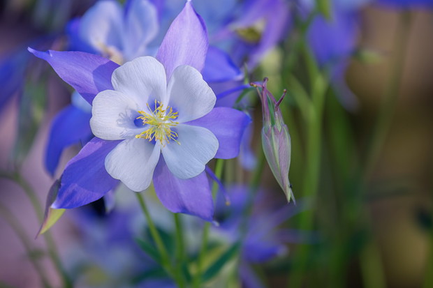 Orlik Aquilegia (zdj.: Adobe Stock)