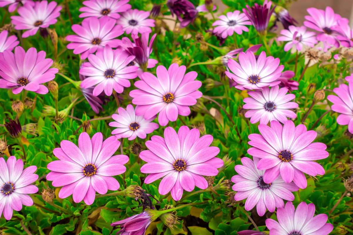 Osteospermum Osteospermum ecklonis (zdj.: Stock)