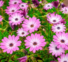 Osteospermum Osteospermum ecklonis (zdj.: Stock)