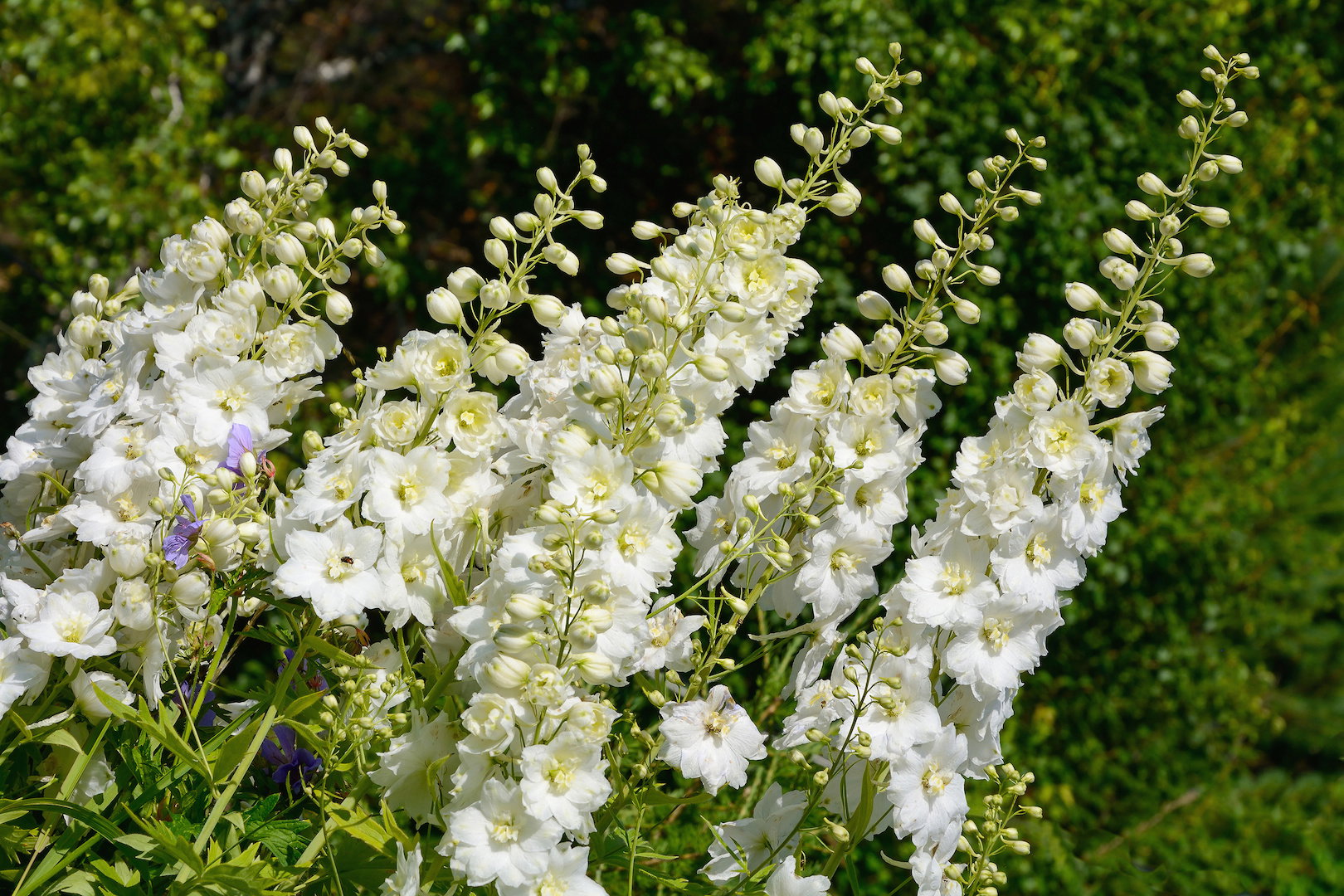 Ostróżka Delphinium (zdj.: Adobe Stock)
