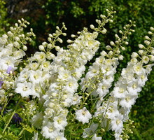 Ostróżka Delphinium (zdj.: Adobe Stock)