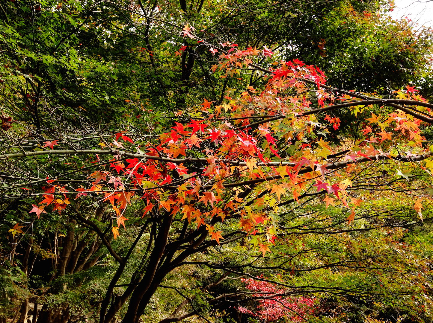 Ostrożnie dobierajmy stanowiska dla ambrowca - drzewo potrafi osiągnąć nawet do 15 metrów wysokości i 6 szerokości. (zdj.: Adobe Stock)