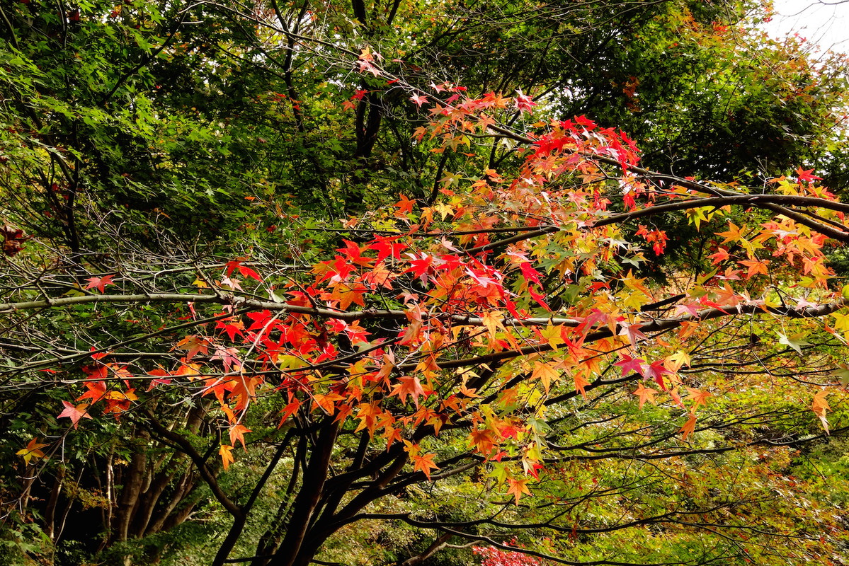 Ostrożnie dobierajmy stanowiska dla ambrowca - drzewo potrafi osiągnąć nawet do 15 metrów wysokości i 6 szerokości. (zdj.: Adobe Stock)