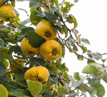 Owoce pigwy pospolitej (cydonia oblonga) idealnie nadają się na przetwory przede wszystkim dzięki właściwościom leczniczym. (zdj.: Adobe Stock)