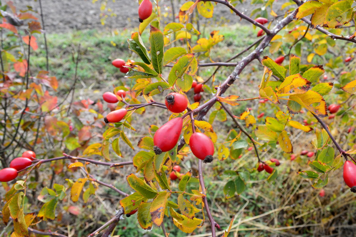 Owoce róży zawierają średnio 1250 mg witaminy C na 100g owoców, zdecydowanie więcej niż np. jarmuż, cytryna czy szpinak. (zdj.: Adobe Stock)