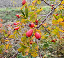 Owoce róży zawierają średnio 1250 mg witaminy C na 100g owoców, zdecydowanie więcej niż np. jarmuż, cytryna czy szpinak. (zdj.: Adobe Stock)