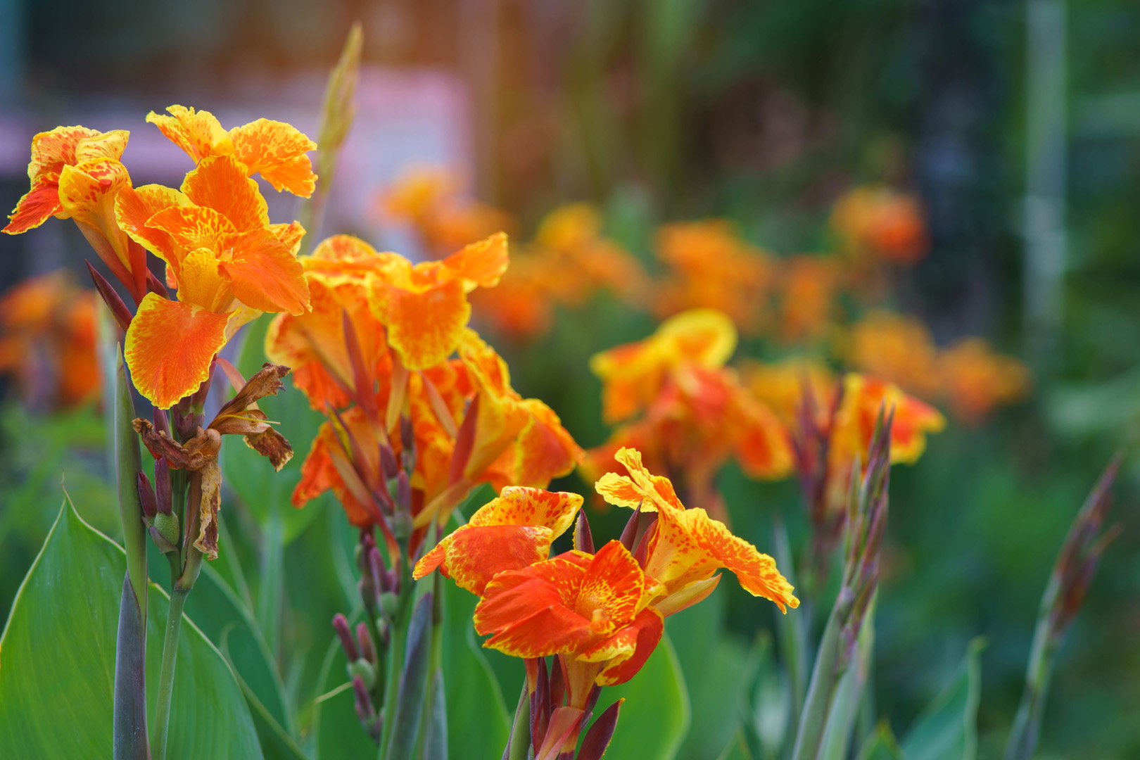 Paciorecznik indyjski Canna indica (zdj.: Adobe Stock)