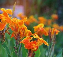 Paciorecznik indyjski Canna indica (zdj.: Adobe Stock)