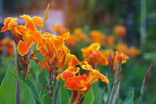 Paciorecznik indyjski Canna indica (zdj.: Adobe Stock)