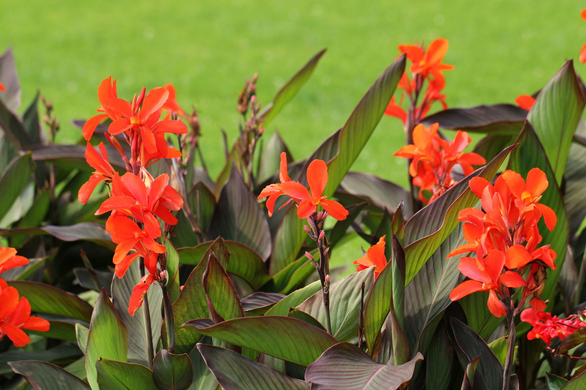 Paciorecznik ogrodowy Canna x generalis (zdj.: Adobe Stock)