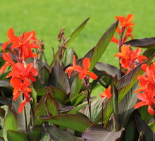 Paciorecznik ogrodowy Canna x generalis (zdj.: Adobe Stock)