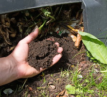 Pamiętajmy, do kompostownika nie powinny trafiać resztki chwastów czy roślin chorych oraz niektóre odpadki np. skórki cytrusów. (zdj.: Adobe Stock)