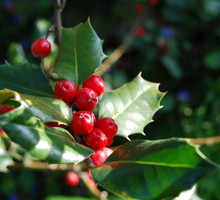 Pamiętajmy, jagody ostrokrzewu kolczastego są niejadalne. (zdj.: Adobe Stock)