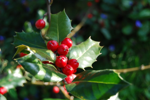 Pamiętajmy, jagody ostrokrzewu kolczastego są niejadalne. (zdj.: Adobe Stock)