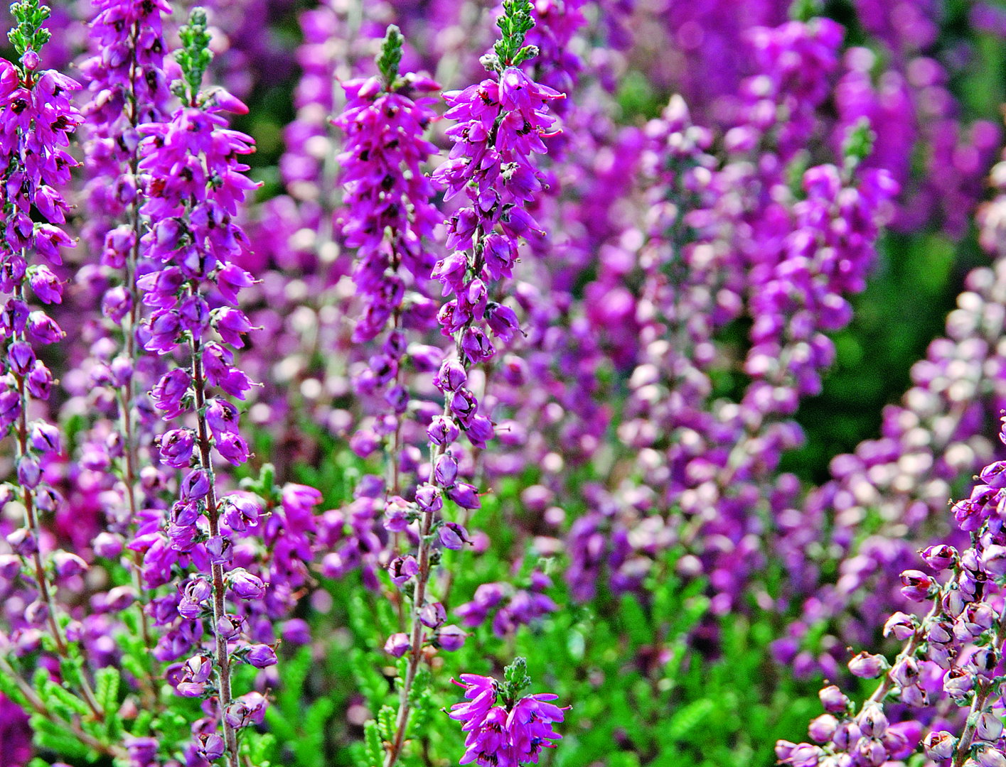 Pamiętajmy, rozwojowi wrzosów sprzyja wyściółkowanie gleby przekompostowaną korą sosnową. (zdj.: materiały Związku Szkółkarzy Polskich)