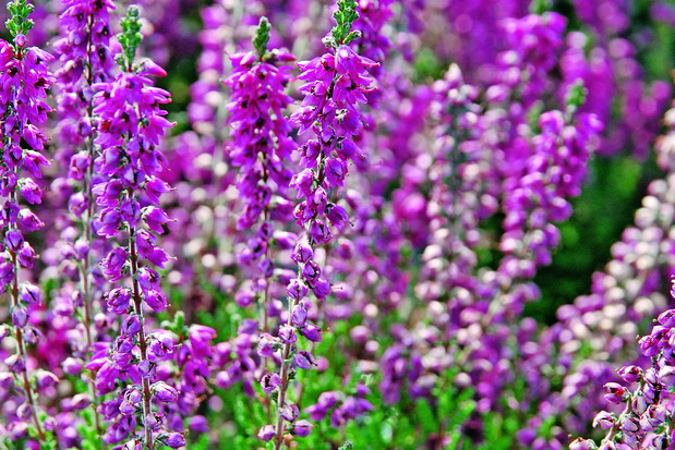 Pamiętajmy, rozwojowi wrzosów sprzyja wyściółkowanie gleby przekompostowaną korą sosnową. (zdj.: materiały Związku Szkółkarzy Polskich)