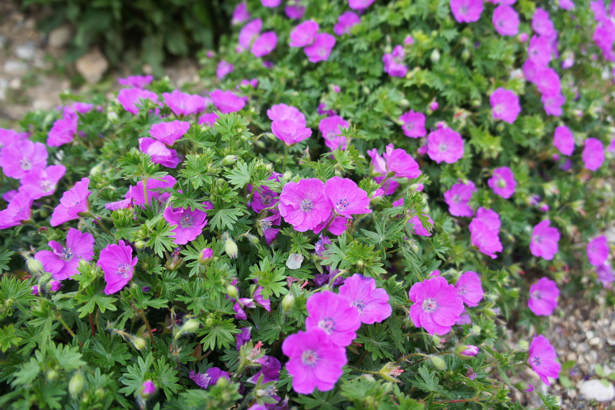Pelargonia Pelargonium (zdj.: iStock)