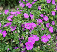 Pelargonia Pelargonium (zdj.: iStock)