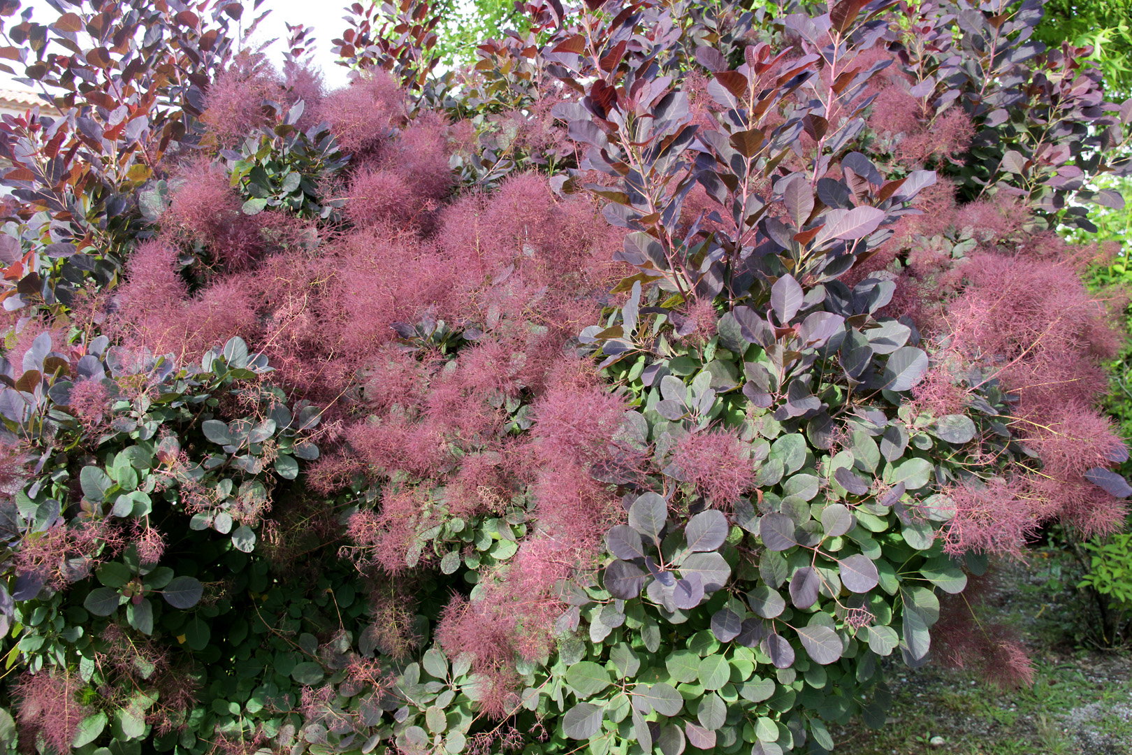 Perukowiec Cotinus (zdj.: Adobe Stock)