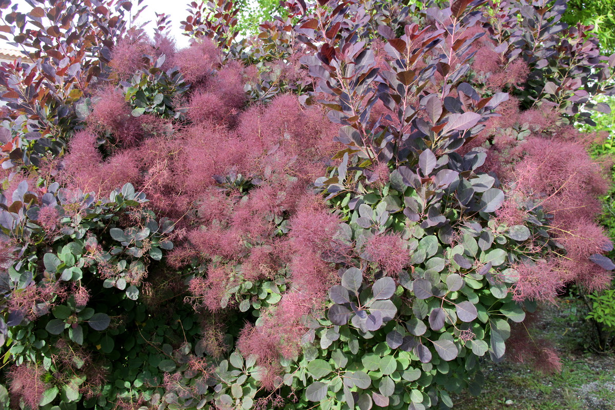 Perukowiec Cotinus (zdj.: Adobe Stock)
